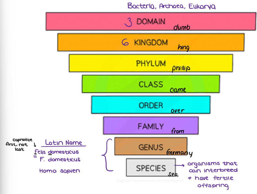 <p>(PHYLOGENETICS) <u>TAXONOMY &amp; PHYLOGENY:</u> Each group above is called a _____ (plural: ____).</p>