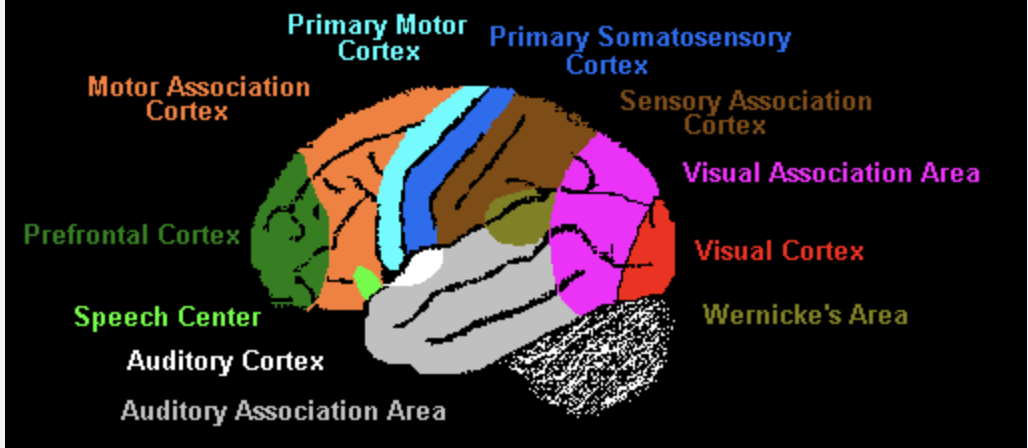 <ul><li><p>The association areas integrate information from different receptors or sensory areas and relate the information to past experiences. Then the brain makes a decision and sends nerve impulses to the motor areas to elicit responses.</p></li></ul><p></p><ul><li><p>Association areas produce a meaningful perceptual experience of the world, enable us to interact effectively, and support abstract thinking and language</p></li></ul>