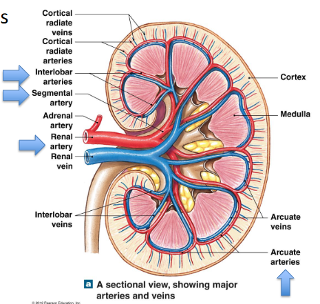<p>renal artery → segmental arteries → interlobar arteries → arcuate arteries → cortical radiate (interlobular) arteries → <strong>afferent arterioles</strong> </p><p>→ nephrons → <strong><u>glomerulus </u></strong>(capillary where filtration occurs) → efferent arteriole → peritubular capillaries/ vasa recta (both function to return fluid/solutes reabsorbed back to bloodstream) </p><p>→ cortical radiate (interlobular) veins → arcuate veins → interlobar veins → segmental veins → renal vein </p>