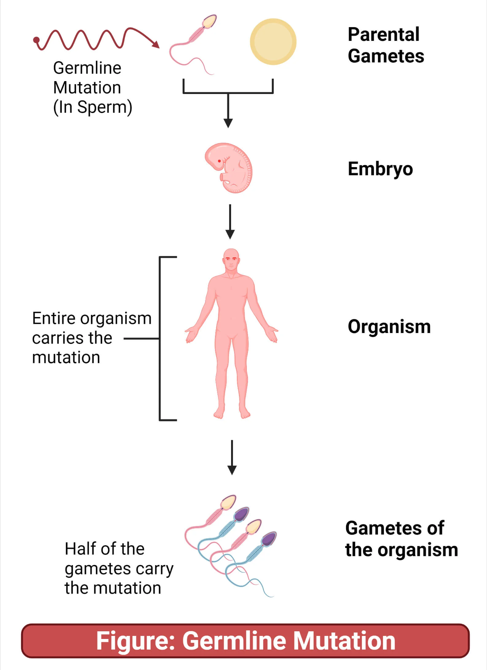 <p>Mutation in germ line cells (cells that give rise to gametes (sperm cells, egg))</p><p>Gamete with the mutation will pass it to a new organism in fertilisation</p><p>New organism will have mutation in every cell, and will be able to pass it to offspring</p>