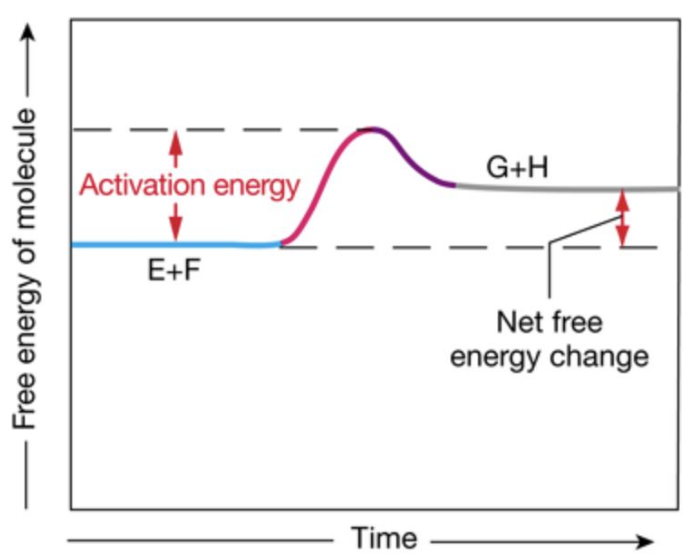 <p>Requires <u>input</u> of energy</p><ul><li><p>Some energy stays trapped in the chemical bonds</p></li><li><p>Often synthesis reactions (forming a new or complex molecule)</p></li></ul><p></p>