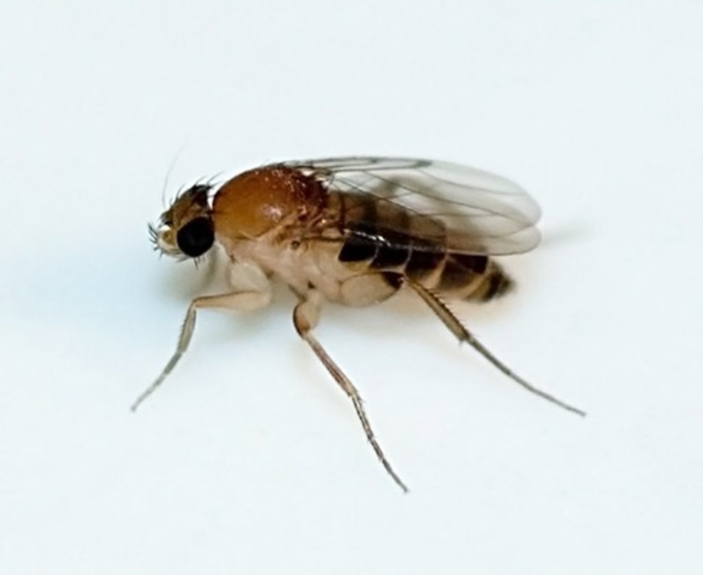 <p>Parasitoids of ants</p><p>Typically Species specific and often caste specific</p>