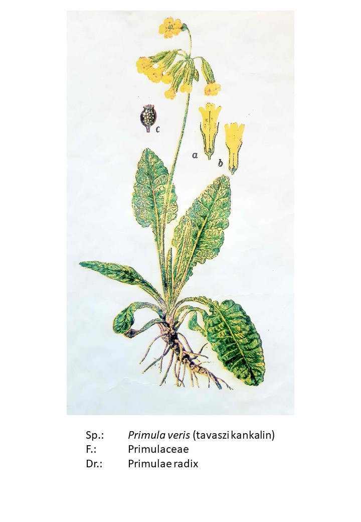 <p>tavaszi kankalin, sugárkankalin, sudár kankalin </p>