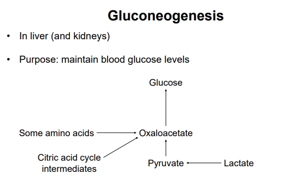 <ul><li><p>The synthesis of glucose from smaller non-carbohydrate molecules (like pyruvate, lactate, amino acids, and glycerol), effectively the reverse of glycolysis.</p></li><li><p>It primarily occurs in the liver ($$90\%$$) and to a lesser extent in the kidneys ($$10\%$$)</p></li><li><p>Important for maintaining blood glucose levels during fasting or prolonged exercise, ensuring glucose supply for the brain and red blood cells.</p></li><li><p>(Acetyl-CoA can’t be used as a precursor for gluconeogenesis because the conversion from pyruvate to acetyl-CoA is irreversible)</p></li></ul><p></p><ul><li><p>2 Pyruvate + 4 ATP + 2 GTP + 2 NADH —> Glucose + 4 ADP + 2 GDP + 6 Pi + 2 NAD+</p><p></p></li></ul><p></p>