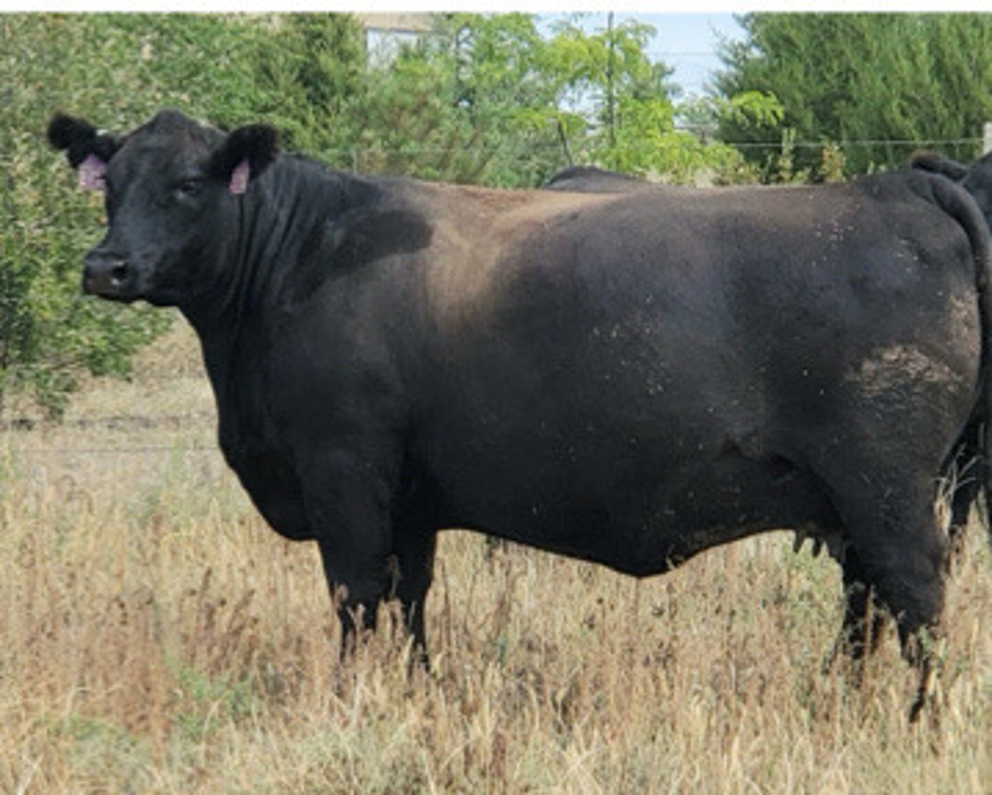 <p>An adult cow presents with this depigmentation on the dorsum. What do you think is the issue?</p>