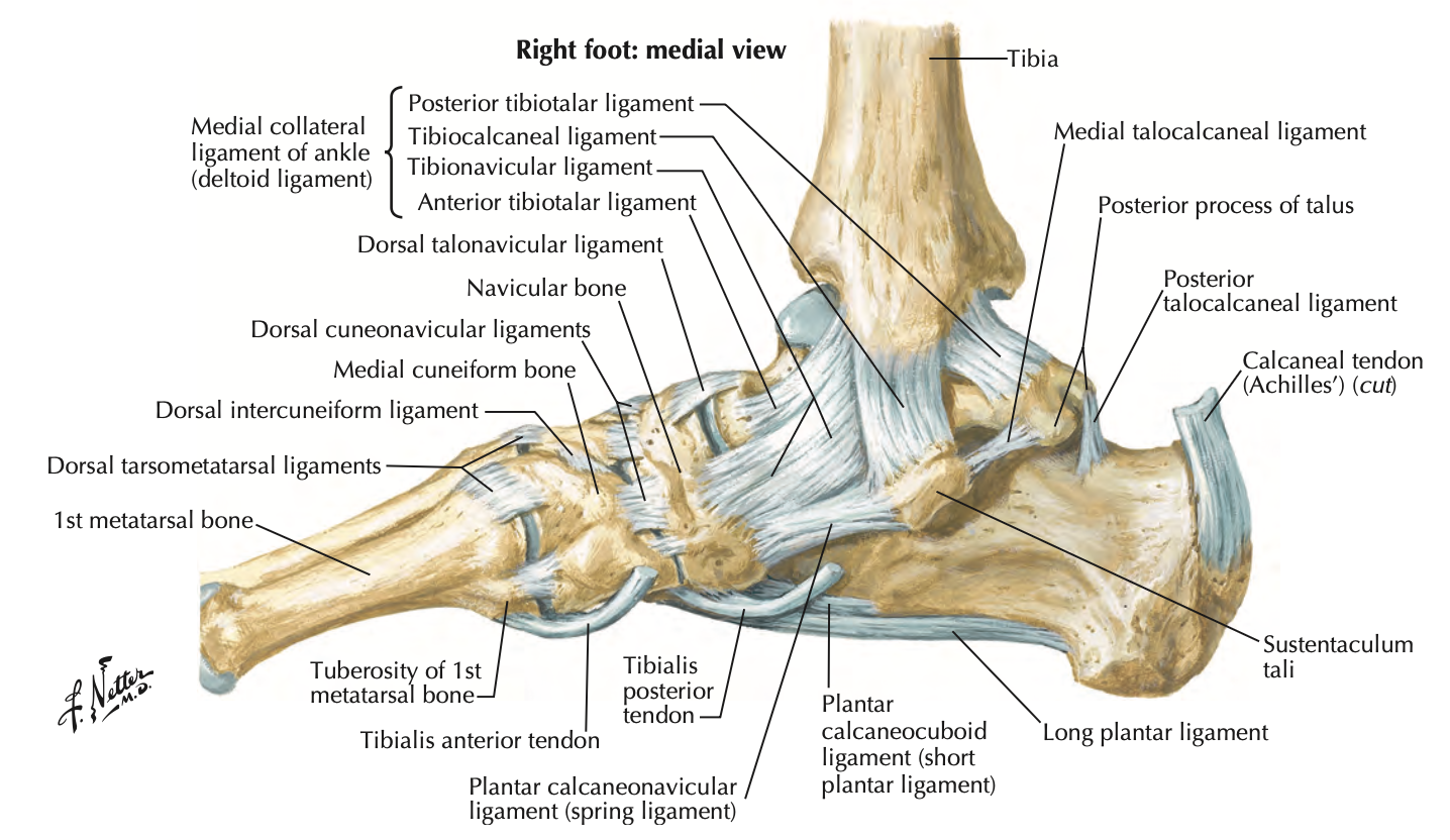 <p>Restricts foot eversion</p><ol><li><p>anterior tibiotalar</p></li><li><p>tibionavicular</p></li><li><p>tibiocalcaneal</p></li><li><p>posterior tibiotalar</p></li></ol><p></p>