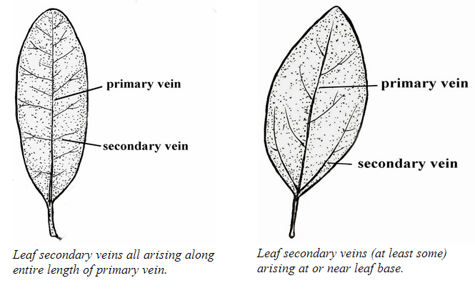 <p>smaller veins that come out of mid rib </p>