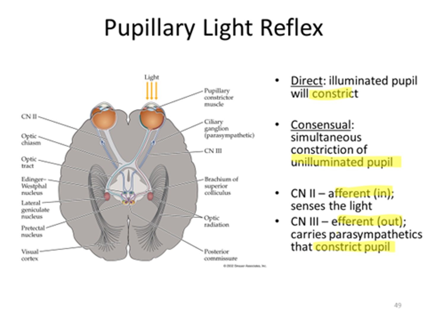 <p>In bright light, there is miosis (contraction of sphincter/ constrictor muscles) leading to pupil getting smaller (constricting).</p><p>In low light, there is mydriasis (contraction of radial/ dilator muscles) leading to pupil get larger (dilating).</p><p>There is consensual pupil response</p>
