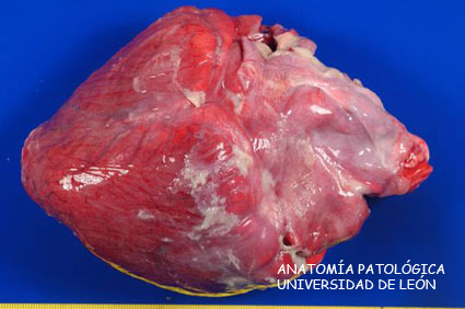 <p>Pericarditis y artritis fibrinosa. Ternero.</p>