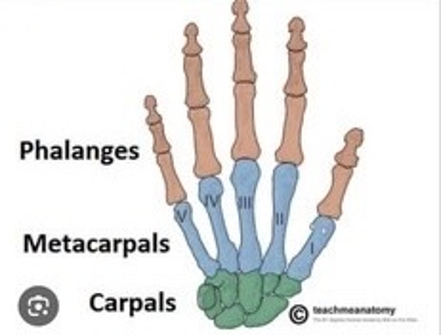<p>Five bones forming the hand's palm.</p>