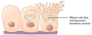 <p>destroyed; the cell itself becomes part of the secretion</p>