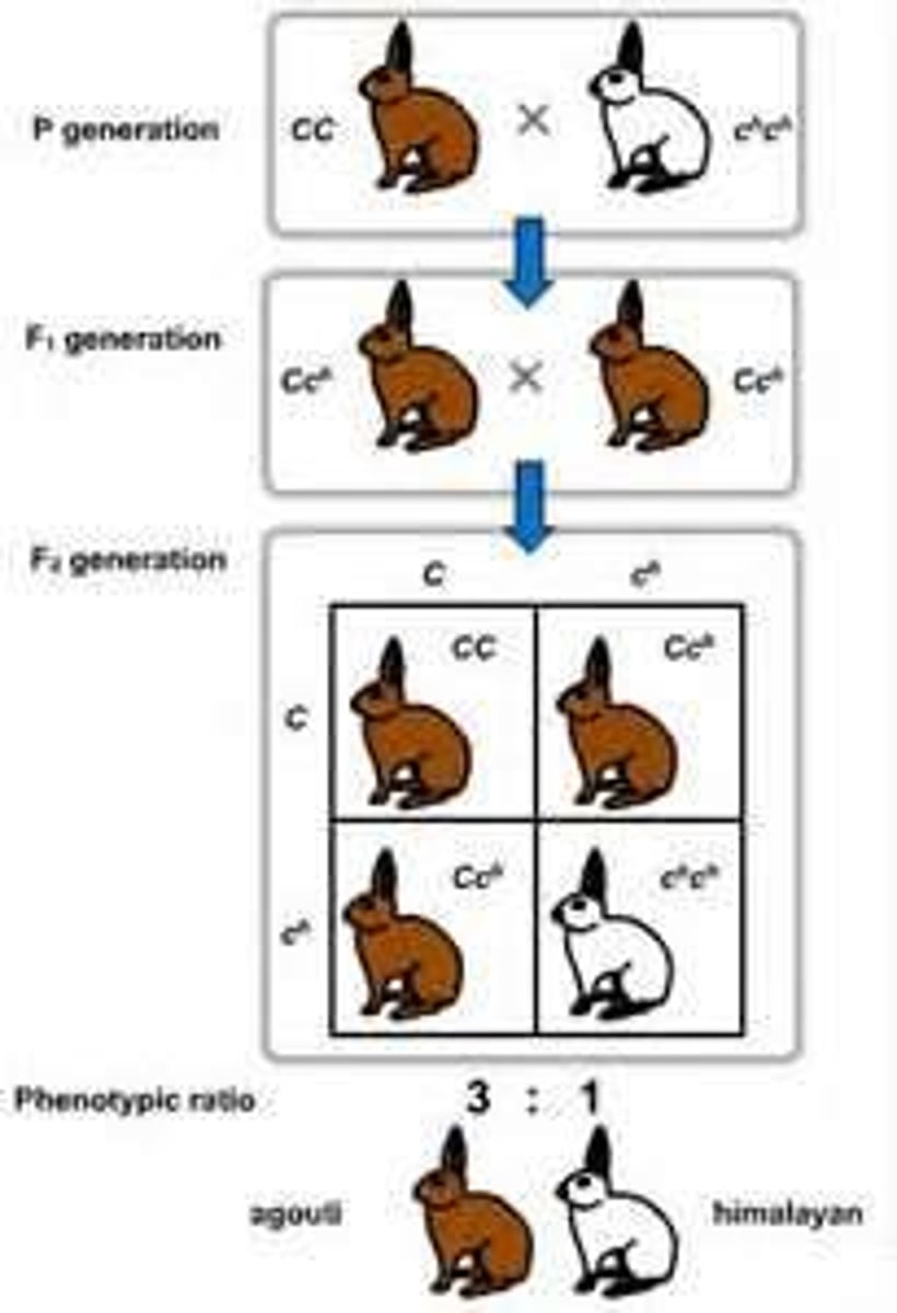 <p>a relationship in which one allele is completely dominant over another</p>
