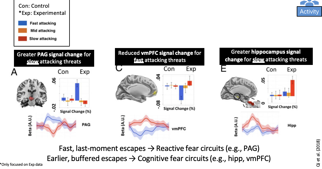 <p>Qi et al (2018) - t<span><span>his study looked at virtual predator experiment</span></span></p><ul><li><p><span><span>PAG = increased activation for fast attacking</span></span></p></li><li><p><span><span>But for slow attacking PAG almost deactivated</span></span></p></li><li><p><span><span>Decreased activation for vmPFC fast attacking - less time to plan</span></span></p></li><li><p><span><span>Hippocampus active when slow attacking - organise oneself in space and time</span></span></p></li></ul><p></p><p>suggests the brain activates dependent on imminence! </p>