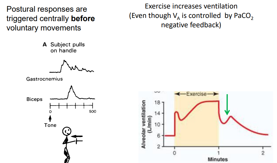 <p>- negative feedback normally is really slow, need a stimulus etc. it would be useful if we had a system that could just activate straight away. Thats what Feed-forward control is</p><p>- an "anticipatory" alteration of effectors - independent of feedback</p><p>- Parametric feed-forward (adaptive control): system 'learns' (adapts from previous failures). eg - ballistic control, ball throwing.</p><p>- Predictive homeostasis (anticipatory control): e.g increasing cardiorespiratory function in anticipation of exertion</p><p>- best example is if a lion suddenly is in front of you. You're body prepares to use muscles (its not -ve feedback, its a sort of pre-sponse not response)</p>