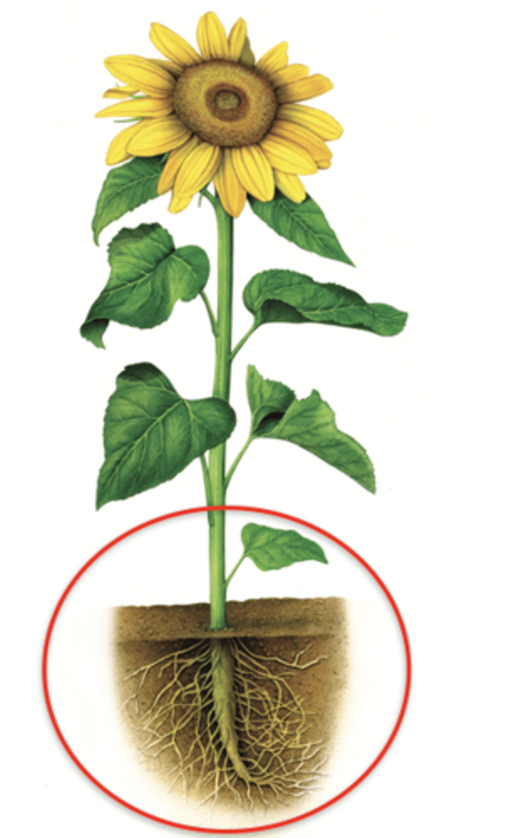 <p>root</p>