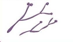 <p>Which bacterial shape:</p><ul><li><p>Produce multiple branches off of a basic rod structure</p></li></ul><p></p>