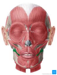 <p>muscle of facial expression [draws angle of mouth posteriorly, “false smile”] <em>origin: fascia of platysma and masseter, insertion: into skin and muscle around corner of mouth</em></p>