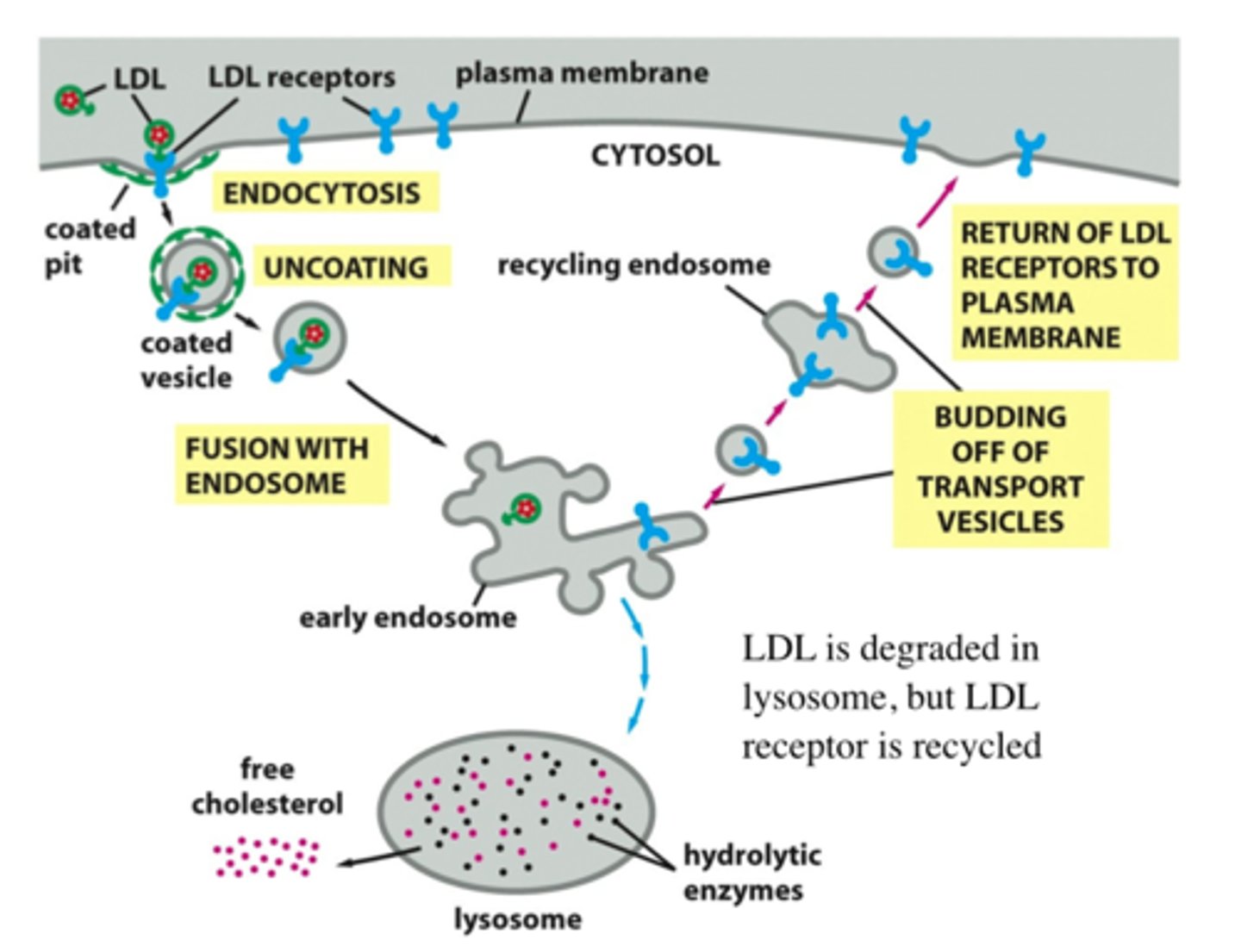 <p>Kolesterolet finns i LDL (low density lipoprotein) och tas upp via endocytos som transporteras till lysosomen. Lysosomen bryter ner allt runt kolesterolet så att bara kolesterolet blir kvar. Sedan frisätts det fria kolesterolet.</p>
