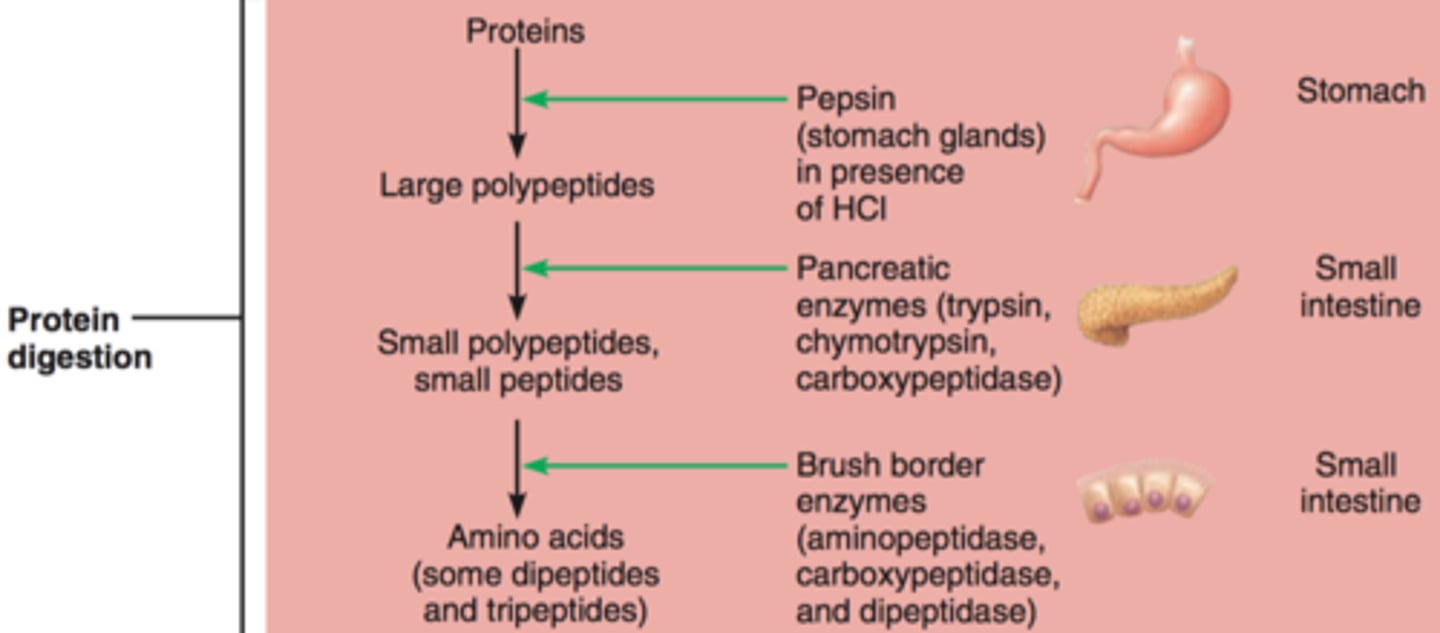 <p>-proteins to peptides to amino acids</p><p>-sources: dietary, endogenous -w/in body (enzymes, hormones, dead cell membranes)</p><p>-from protein to peptides: stomach (pepsin), duodenum (pancreatic secretions)</p><p>-from peptides to amino acids: intestine (enterocytes -peptidases)</p>