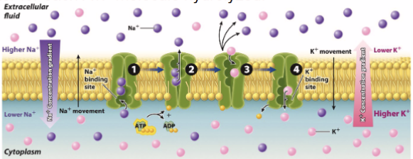 <p>substrate binds to to integral protein/active transporter → hydrolysis of ATP causes conformation to release molecules onto other side of membrane</p><ul><li><p>Na+/K+ pump 3Na leaves and 2K enters and high Na+ concentration outside of cell </p><ul><li><p>maintains cell size</p></li></ul></li></ul><p></p>