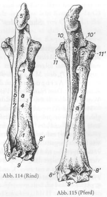 <p>Antebrachii, Caudal</p>