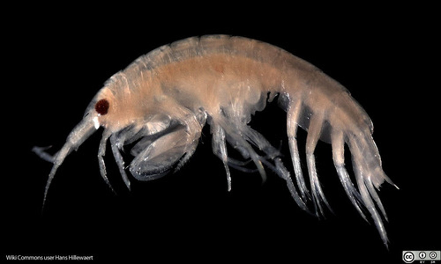 <p>Order of malacostracans, crustaceans, mandibulates, and arthropods (beachhoppers)</p>