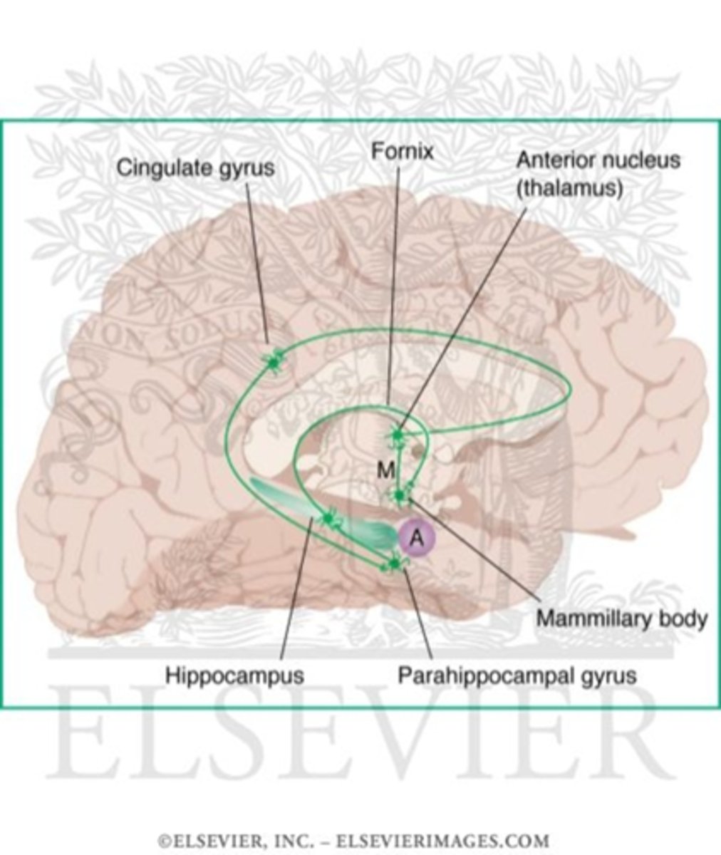 <p>•A series of interconnected brain regions that have key roles in the formation of explicit memories</p><p>•Hippocampus, Parahippocampal gyrus, Mammilary body, Anterior Nucleus of the Thalamus, Fornix and Cingulate Gyrus</p>