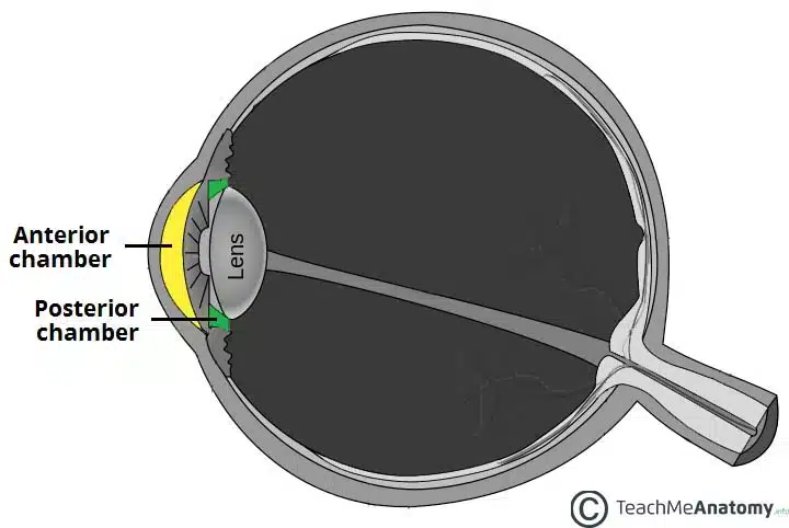 <ul><li><p>produced by ciliary body into posterior chamber → anterior</p></li><li><p>Drained through trabecular meshwork → canal of schlemm</p></li><li><p>Maintains intraoccular pressure, provides nutrients, removes waste</p></li></ul>
