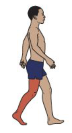 <ul><li><p>Pre-swing</p></li><li><p>Knee Motion</p></li><li><p>Rectus femoris modulates the rate of knee flexion</p></li></ul><p></p>