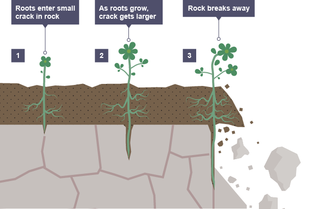 <p>when roots of trees breaks into rocks</p><p></p>
