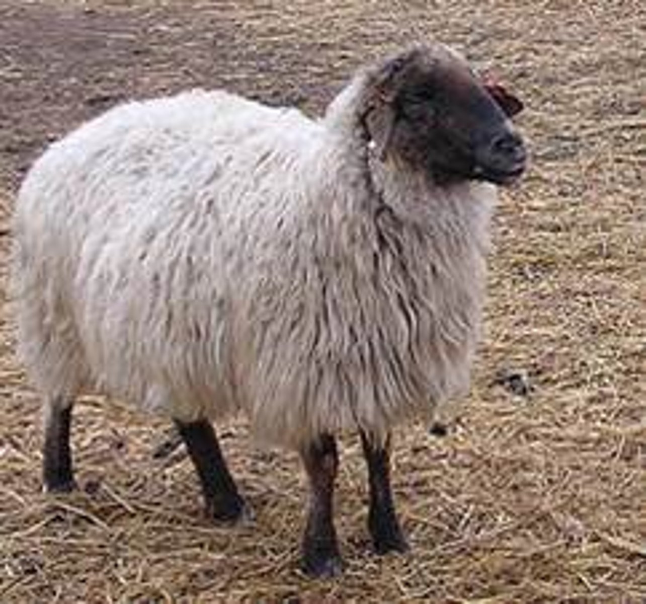 <p>What type of sheep is this? (breed and type)</p>