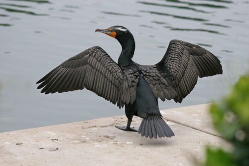 <p>Phalacrocorax auritus</p>