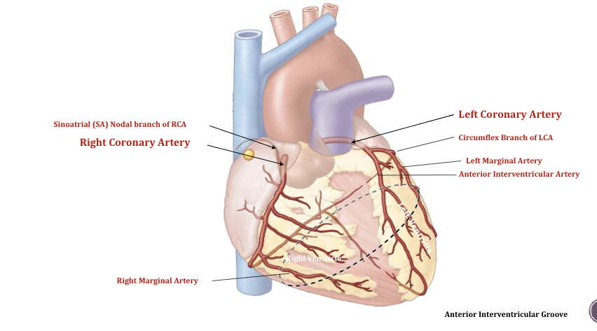 <p>Coronary vessels of the heart</p>