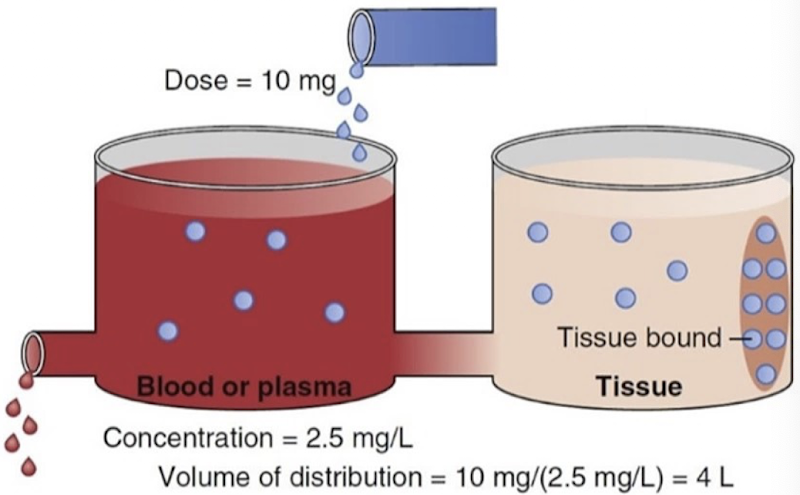 <ul><li><p><span>Plasma protein binding → [Drug]</span><span><sub><span>plasma</span></sub><span>&nbsp;is high → LOW AVD</span></span></p></li><li><p><span>Tissue binding → [Drug]</span><span><sub><span>plasma</span></sub><span>&nbsp;is low → HIGH AVD</span></span></p></li></ul><p></p>