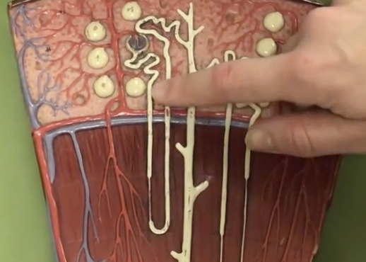 <p>Description: U-shaped tube extending from the proximal convoluted tubule</p><p>Function: N/A</p>