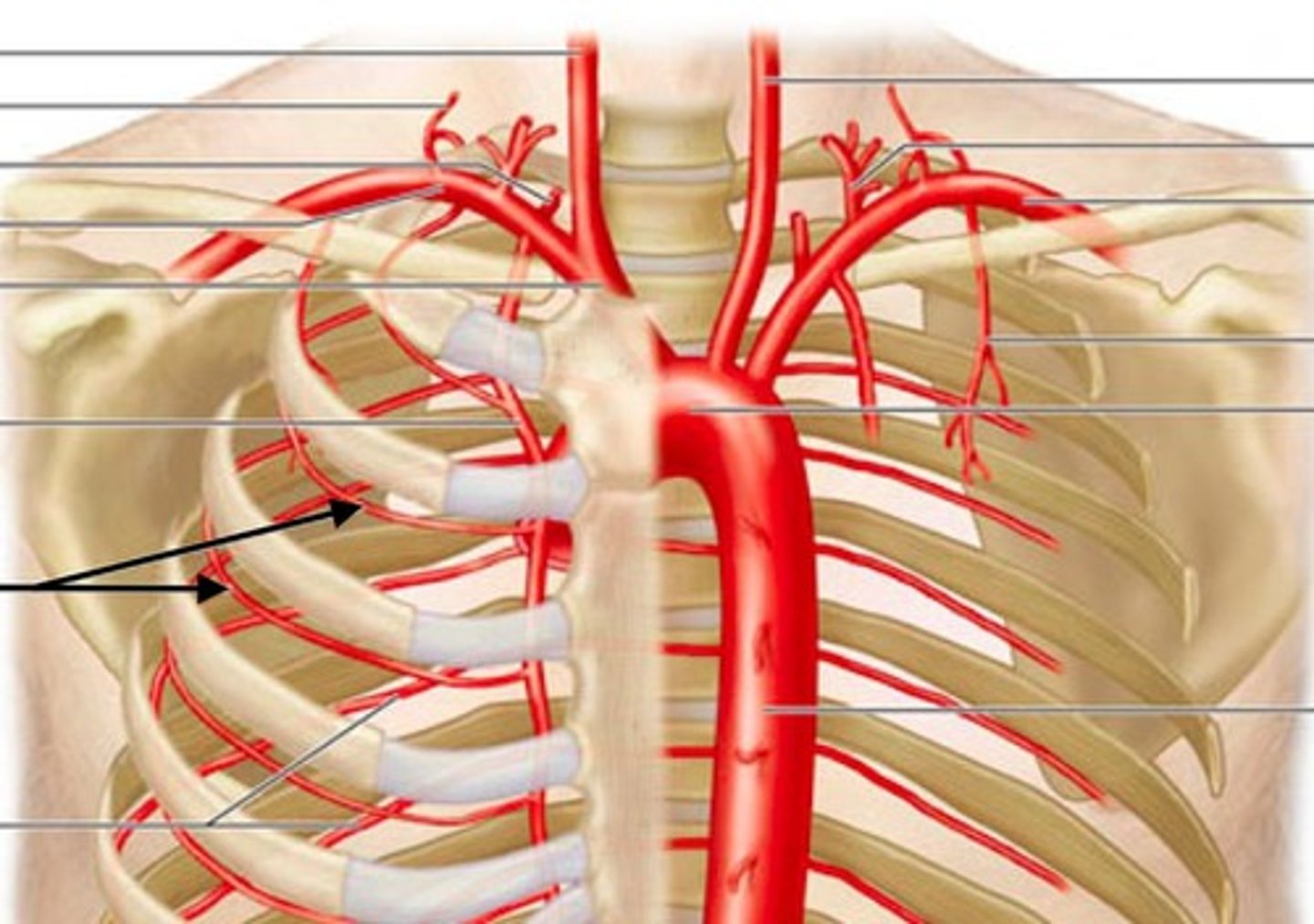 <p>What is this blood vessel?</p>