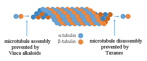 <ul><li><p>vinca alkaloids- INHIBIT POLYMERIZATION</p><ul><li><p>microtubule DESTABILIZING (means we stop it from growing)</p></li></ul></li><li><p>taxanes- INHIBIT DEPOLYMERIZATION</p><ul><li><p>microtubule STABILIZING (means as we grow we just keep it wherever it is)</p></li></ul></li></ul><p></p>