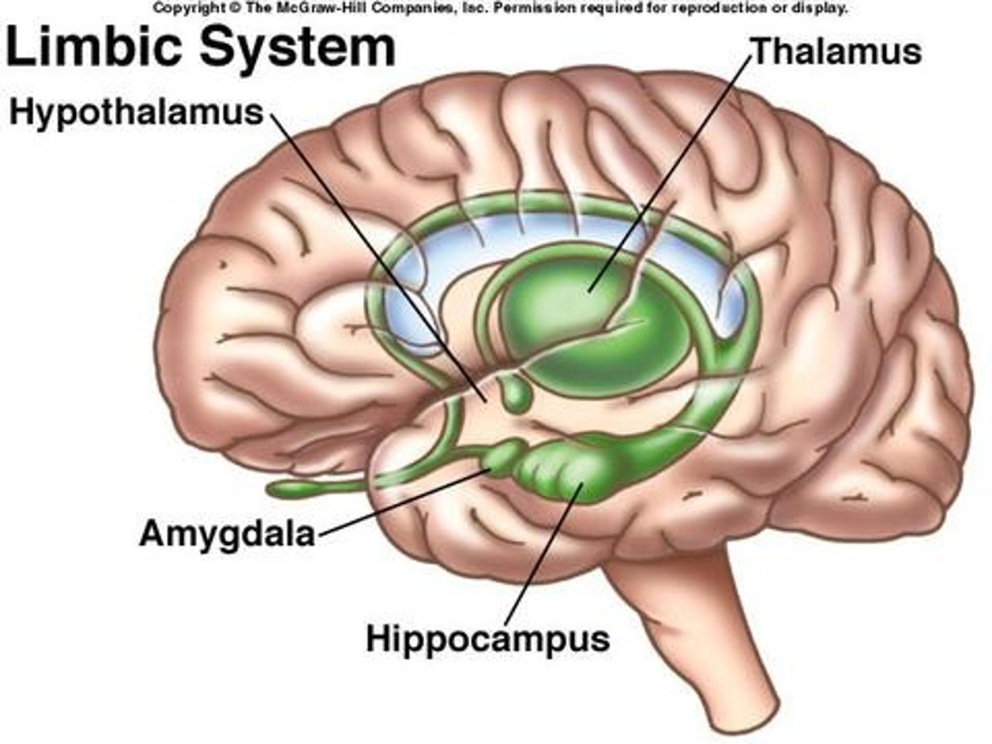 <p>involved in the development of dissociative disorders since it processes traumatic memories and stores them in hippocampus</p>