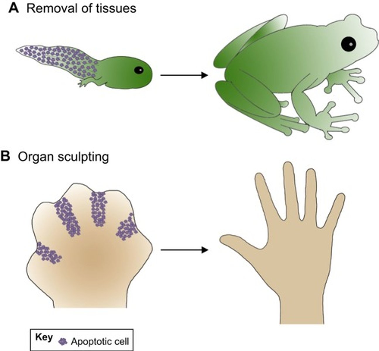 <p>Apoptosis can allow us to remove cells that are no longer needed after a certain stage of development. For instance, our fingers and toes develop in a webbed form. Through apoptosis, the web between the fingers and toes can be removed.</p>