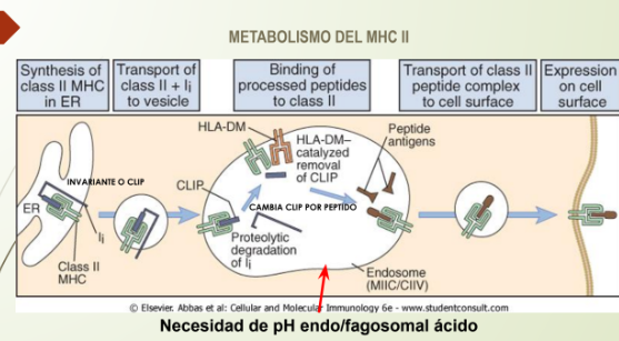 <p>Dendrítica endocita</p><ul><li><p>BACTERIAS</p></li><li><p>VIRUS COMPLEJOS INMUNES</p></li></ul><p>Vesicula endosomal + lisosoma= fagolisosoma y con enzimas que degradan peptidos</p><p>Forma MHC 2 (en reticulo endoplasmico)</p><ul><li><p>MHC 2 Estabilizado x <strong>INVARIANTE LI</strong></p></li></ul><p>MHC 2 viaja al golgi, y en una vesicula va al endosoma y CAMBIA AL INVARIANTE LI x el PEPTIDO</p><ul><li><p>Tamaño del peptidodepende depende del pH del fagolisosoma: ATPasa vacuolar (<span data-name="arrow_down" data-type="emoji">⬇</span>pH) en DENDRITICA MADURA</p></li><li><p>Nox = NADPh oxidasa alcaliniza el fagolisosoma(ingresa toxicos, especies rectivas de O2)= pH Neutro retrasa acifdificacion del fagolisosoma y demora el armadao de ATPasa vacuolar (evita degradacion excesiva de antigenos)</p></li><li><p>pH ácido (o sea <span data-name="arrow_down" data-type="emoji">⬇</span>pH) el peptido se acorta para que MHC 2</p></li></ul><p>Cloroquina: es un farmaco que inhibe el pH ácido</p>