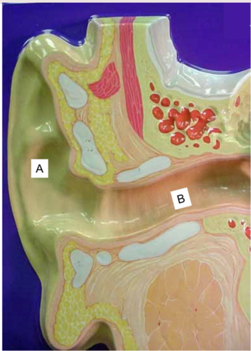<p>What is the arrow of the letter B pointing to?</p>