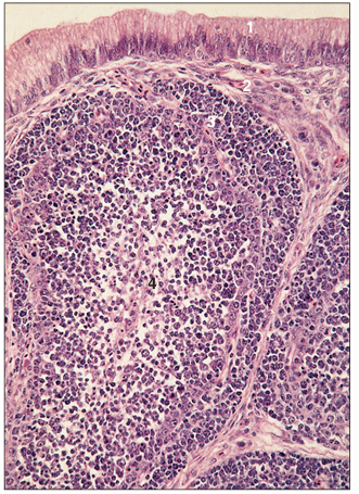 <p>name of histologic slide:</p><p>Specie:</p><p>Parts</p><p>1.__ 2.__ 3.__ 4.__</p><p>Stain used:</p>