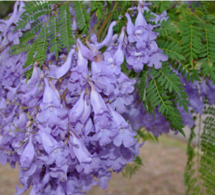 <p>Blue jacaranda (<em>Jacaranda mimosifolia)</em></p>