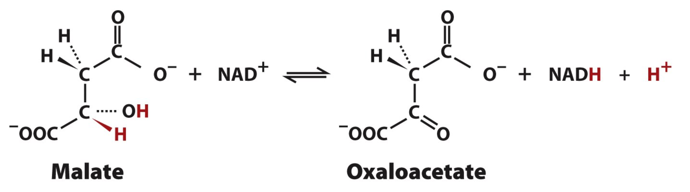 <p>Catalyzing Malate</p>