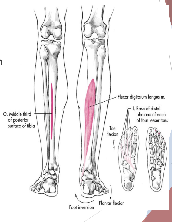 <p>Flexion Digitorum Longus</p>