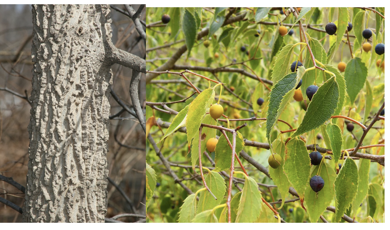 <p>eastern hackberry</p>