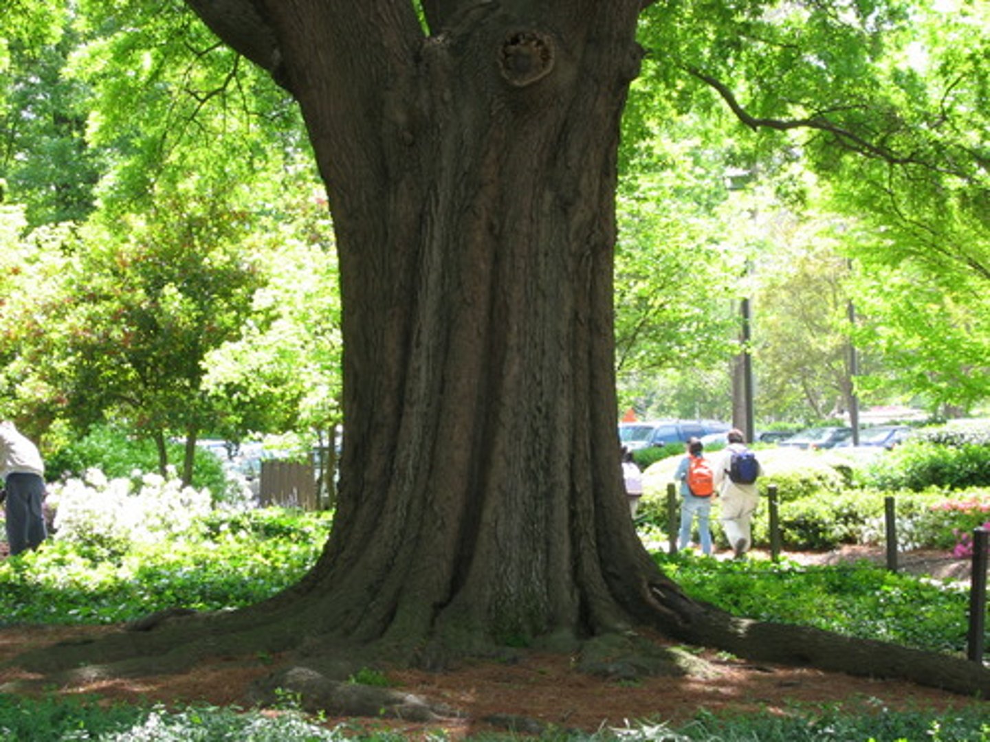 <p>thân cây</p><p>eg: The elephant used its trunk to spray water. (Con voi dùng vòi của nó để phun nước.)</p>