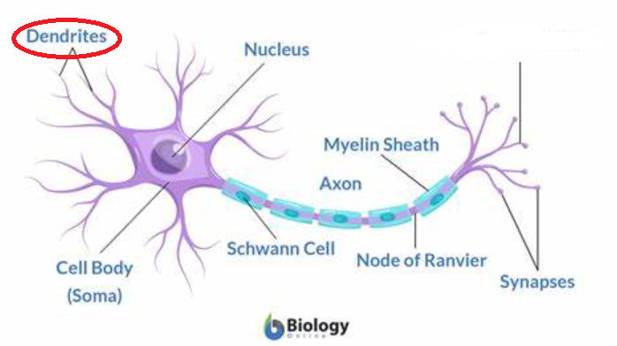 <p>short fiber that conducts toward the cell body of the neuron; stimulated into activity</p>