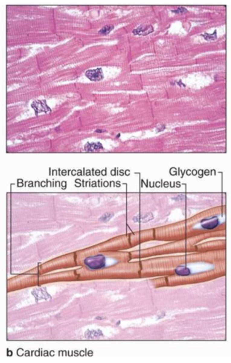 <p>pump blood</p><p>create blood pressure</p>