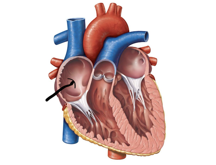 <p>Label and function</p>